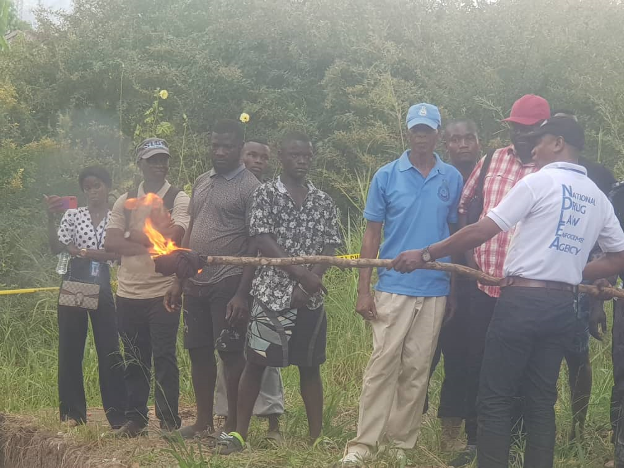 TOCU Leads Massive Drug Destruction Operation